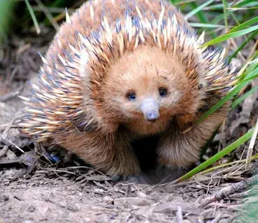 Удивительные существа нашей планеты