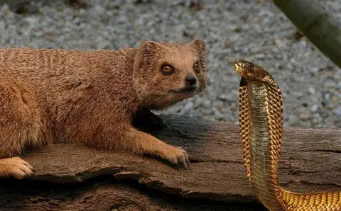 Удивительные существа нашей планеты