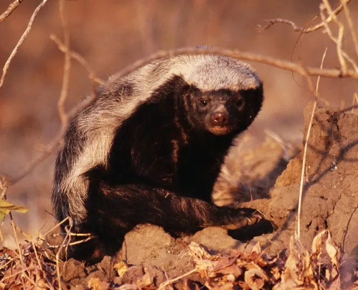 Удивительные существа нашей планеты
