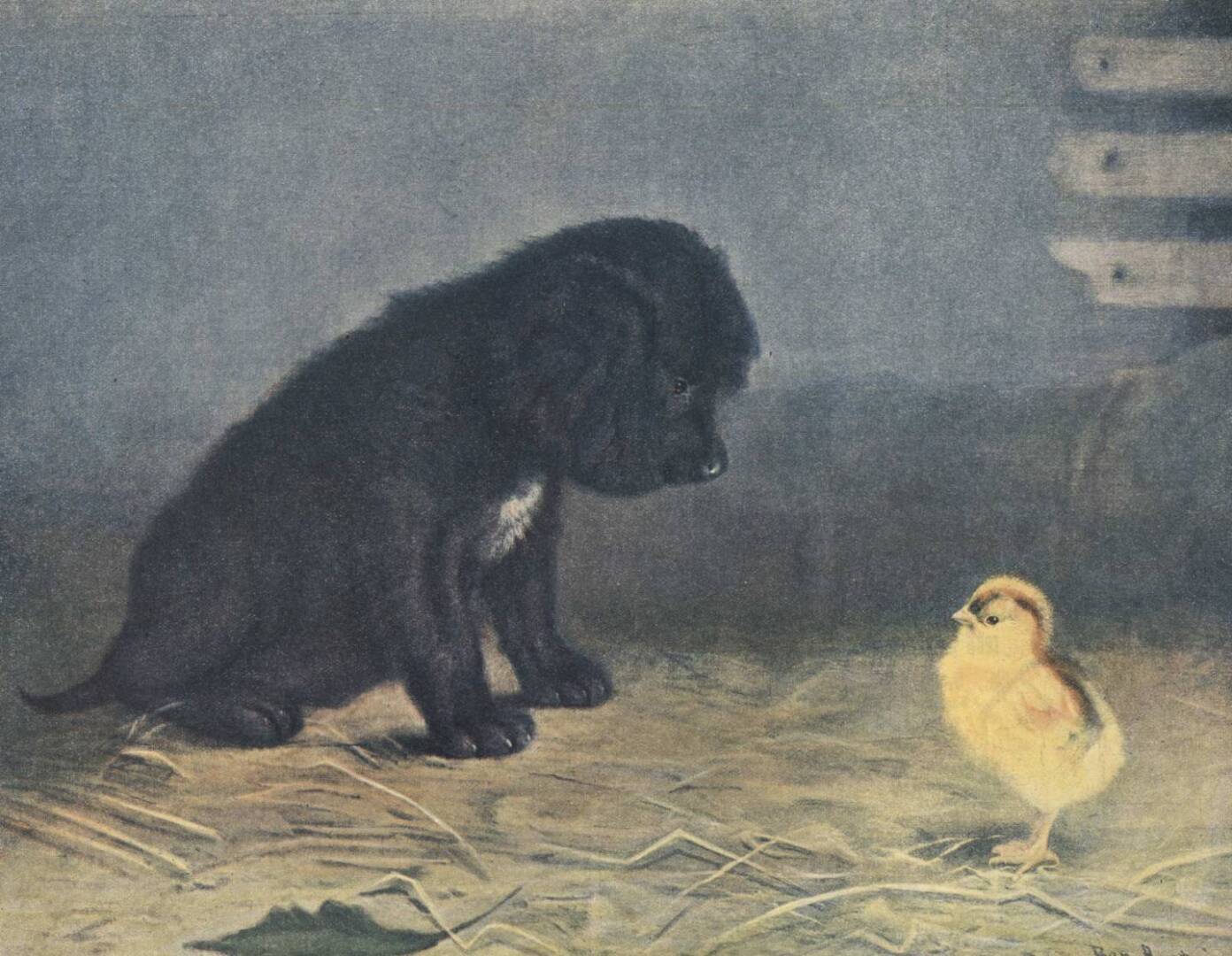 Профессор и студент. Смешные вещи.Люди и птицы.