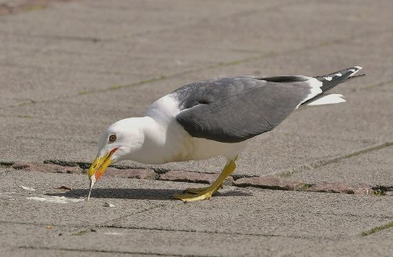 Жвачка - это вред