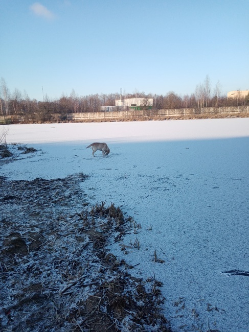 Жестокое обращение с животными