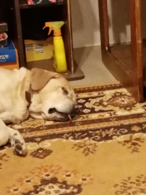 Жестокое обращение с животными