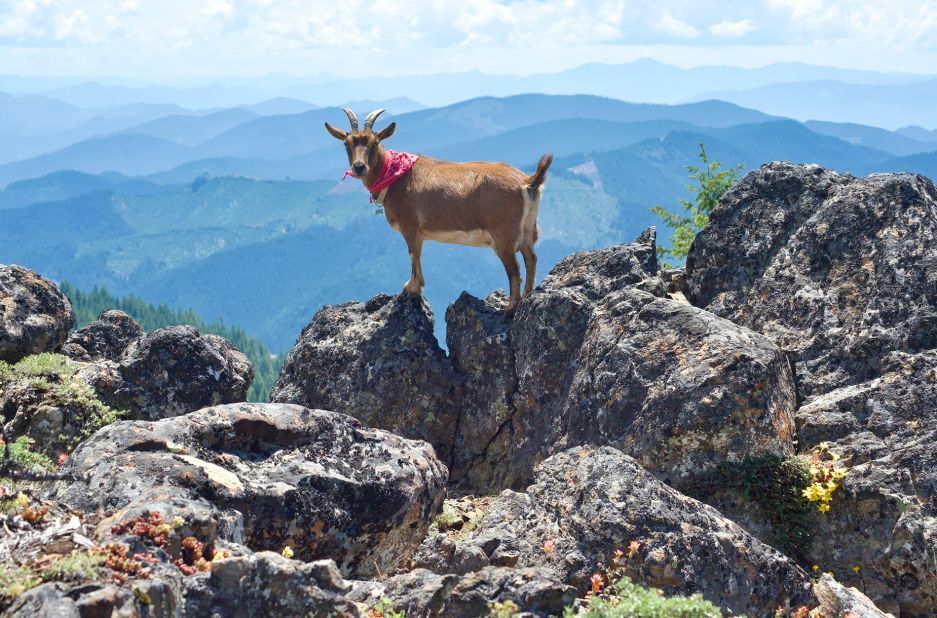 Пара путешествует по США в Airstream с козой