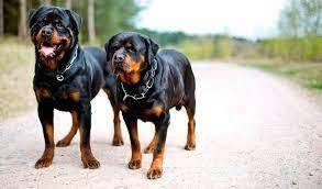 Спорные дебаты вокруг самых опасных собак