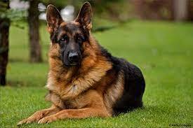 Спорные дебаты вокруг самых опасных собак