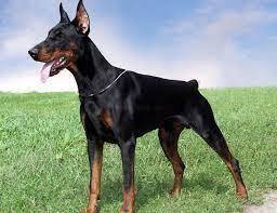 Спорные дебаты вокруг самых опасных собак