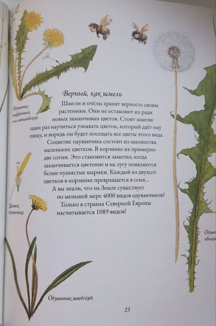 Только в книгах - шмели зимой