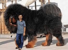 Гиганты среди нас: исследование мира крупнейших пород собак