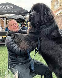 Гиганты среди нас: исследование мира крупнейших пород собак