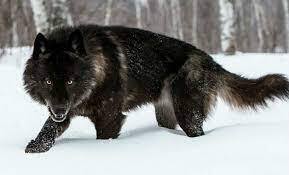 Раскрытие великолепия крупнейших волков на Земле