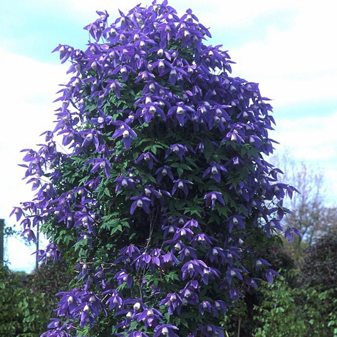 Какое растение относится к садовым лианам?