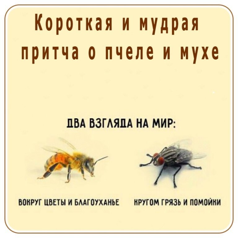 Какое изображение автор называет нормальным кино для пчел ответ