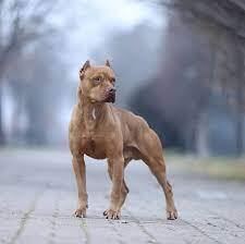 Спорные дебаты вокруг самых опасных собак