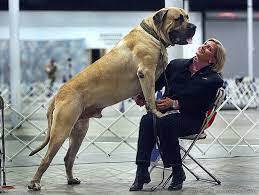 Гиганты среди нас: исследование мира крупнейших пород собак