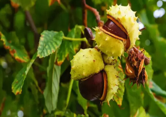 Каштан незаменим в зимние дни! Чем полезен плод и скорлупа