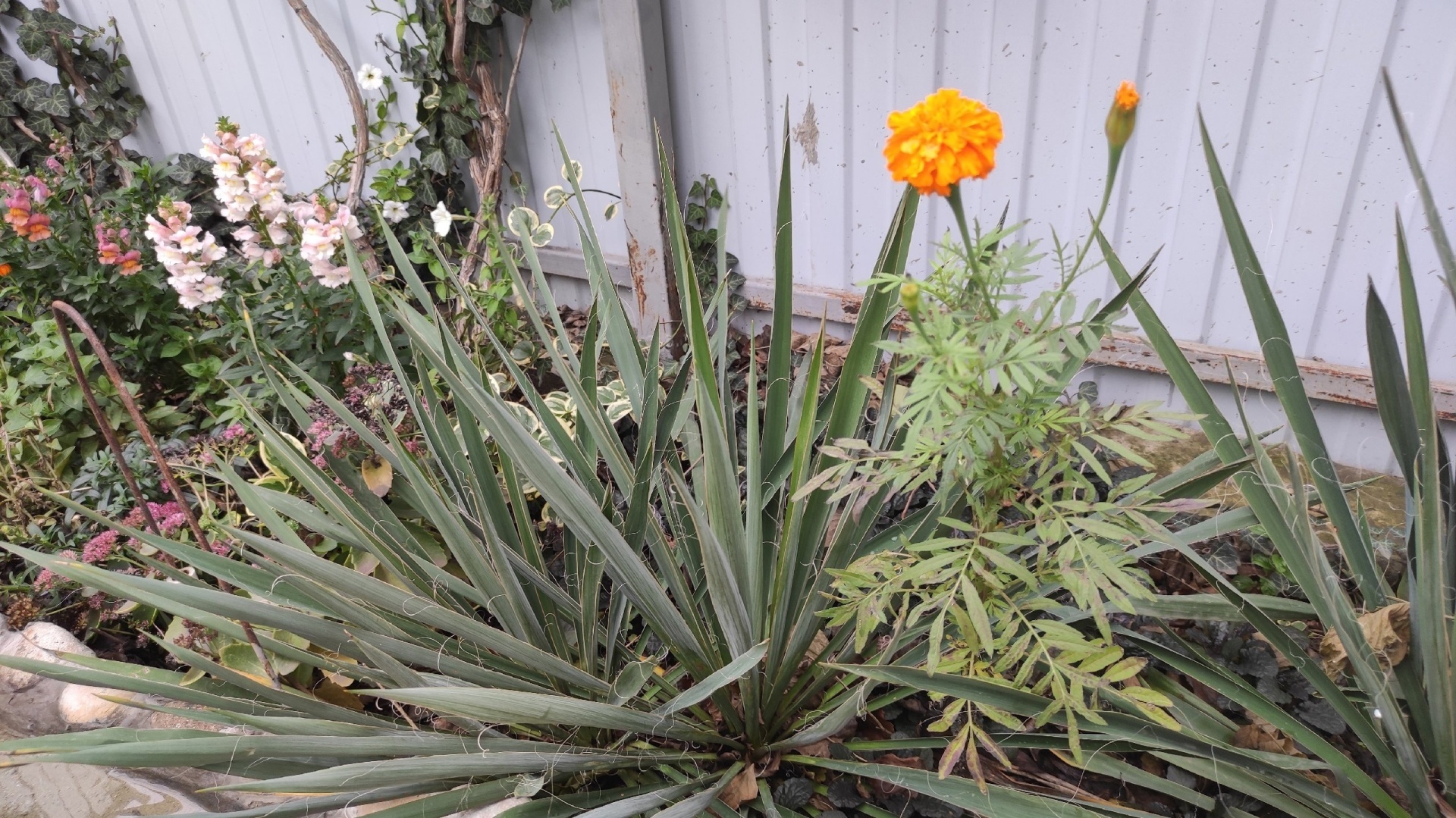 Как выглядит самая тёплая зима в Краснодаре