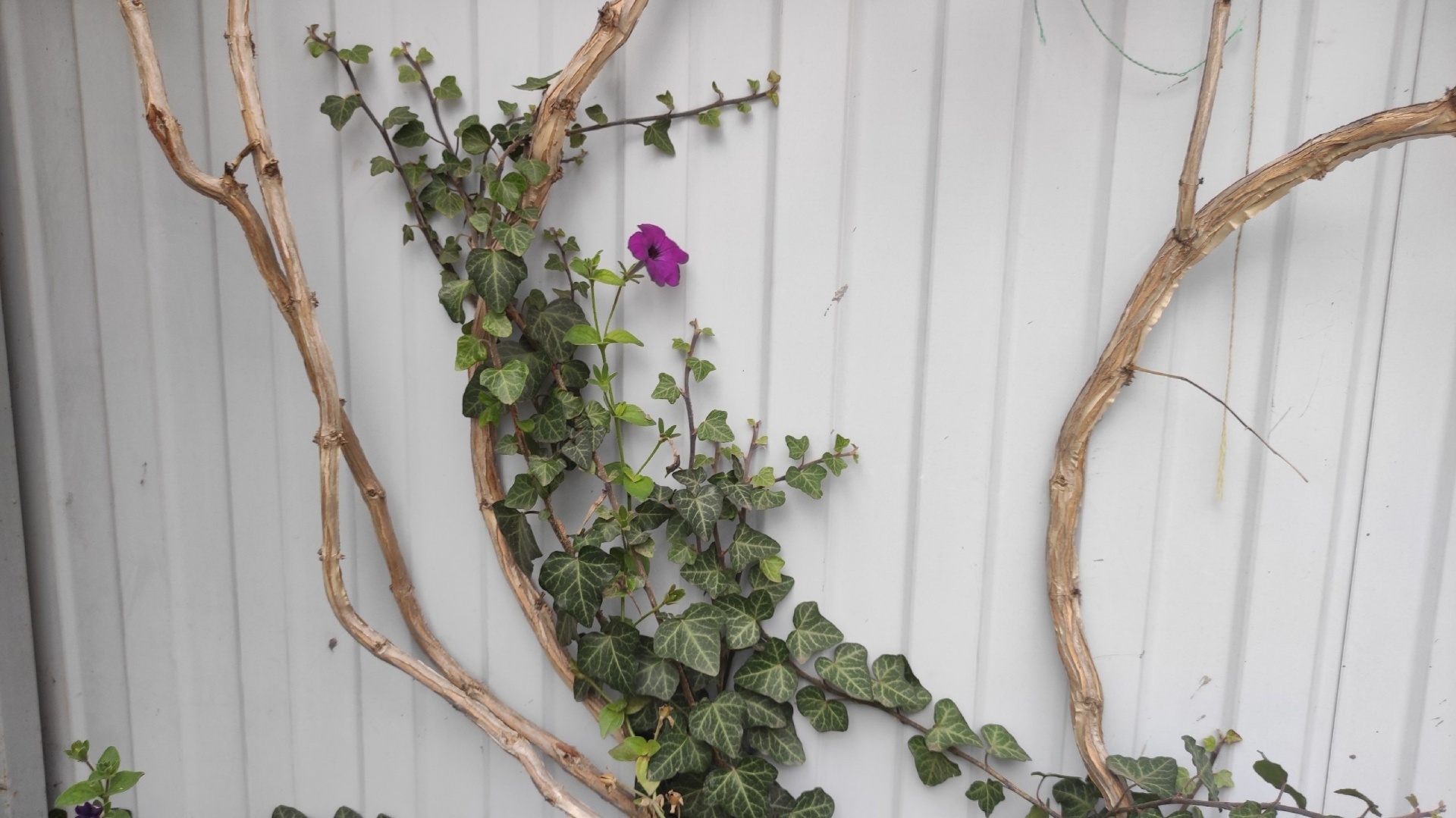 Как выглядит самая тёплая зима в Краснодаре