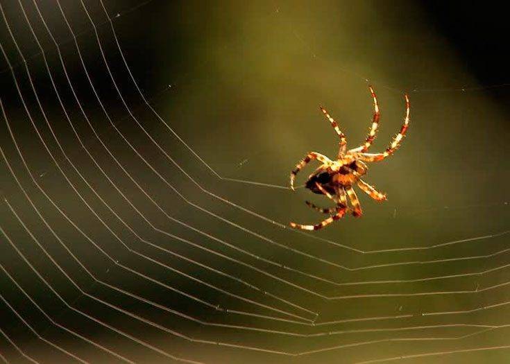 Интересные факты о природе