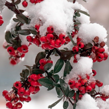 Тамара, г. Волхов