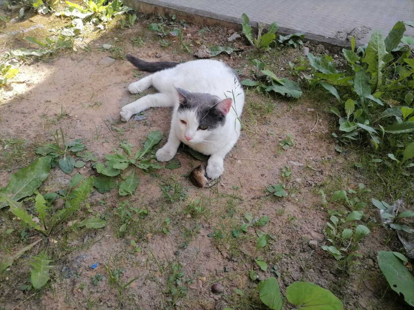 Пушистые домоседы или вынужденные затворники? Кто они, наши домашние питомцы? Моё мнение