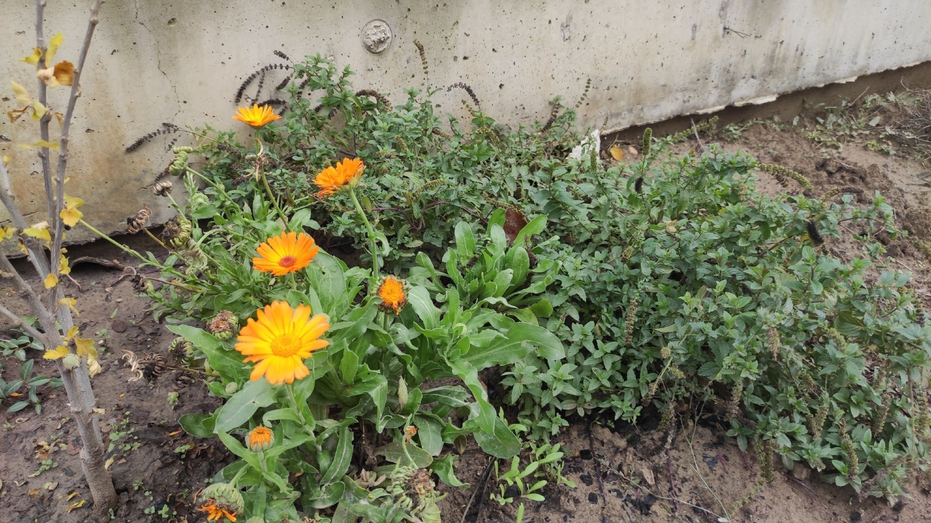 Как выглядит самая тёплая зима в Краснодаре