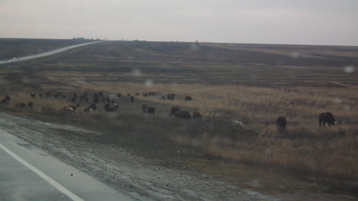 Бескрайние степи Калмыкии