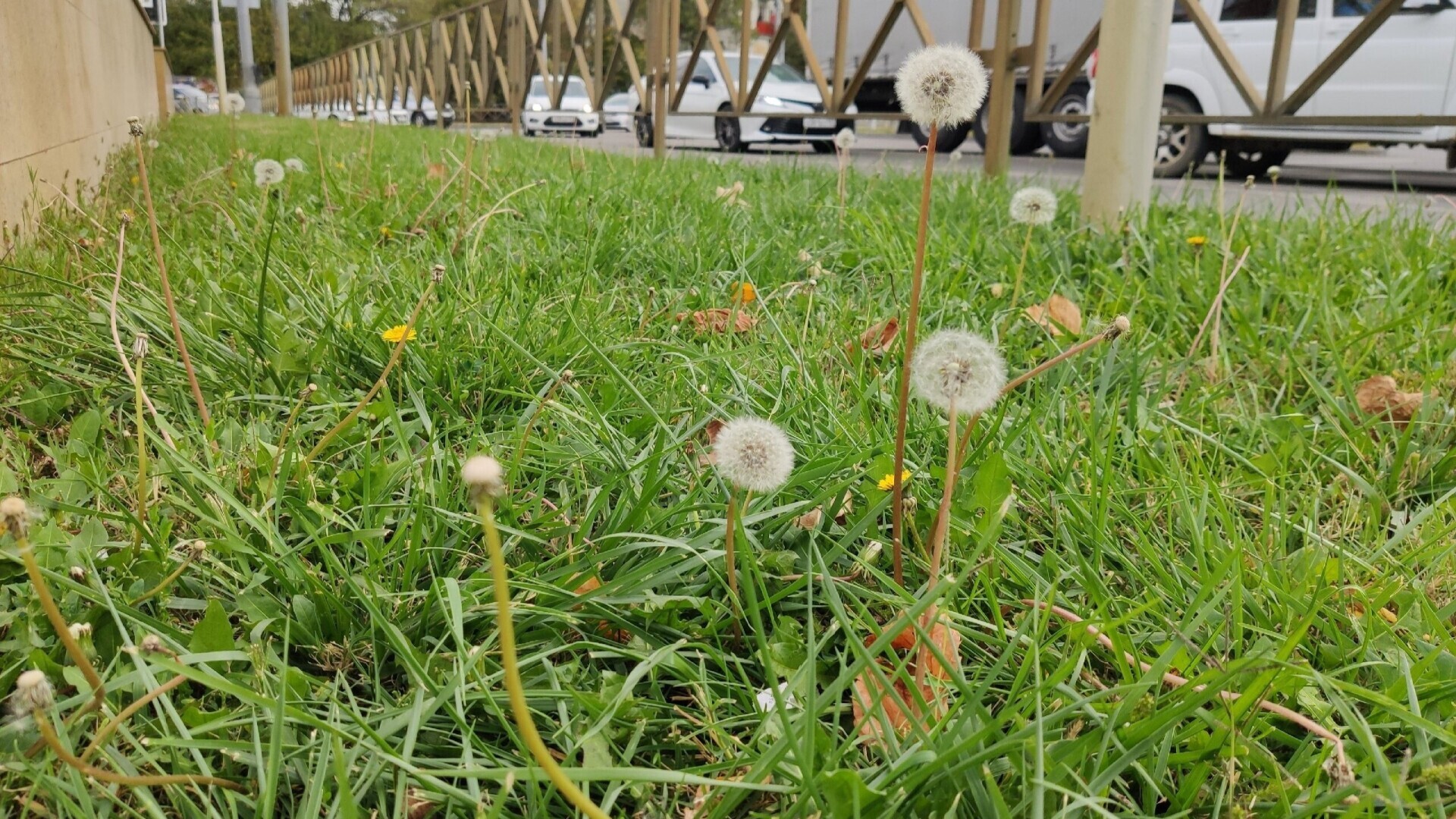 Как выглядит самая тёплая зима в Краснодаре