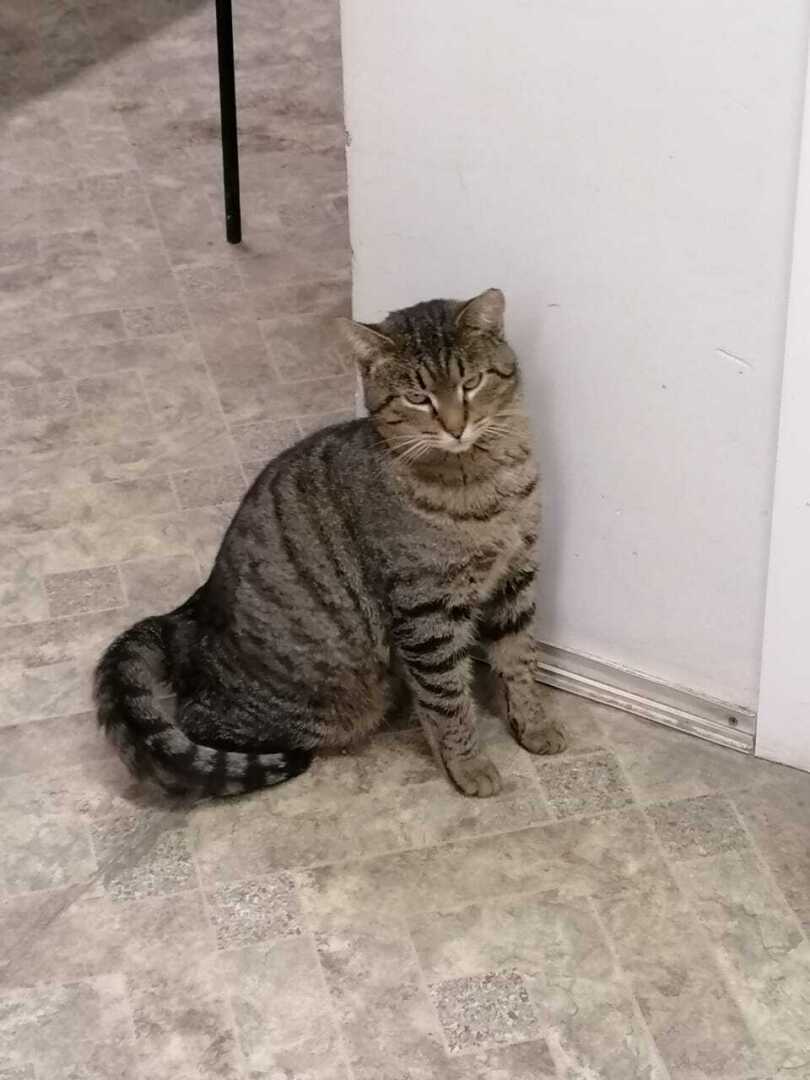 Пушистые домоседы или вынужденные затворники? Кто они, наши домашние питомцы? Моё мнение