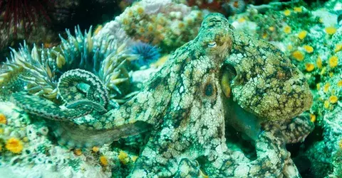 Интересные факты о природе