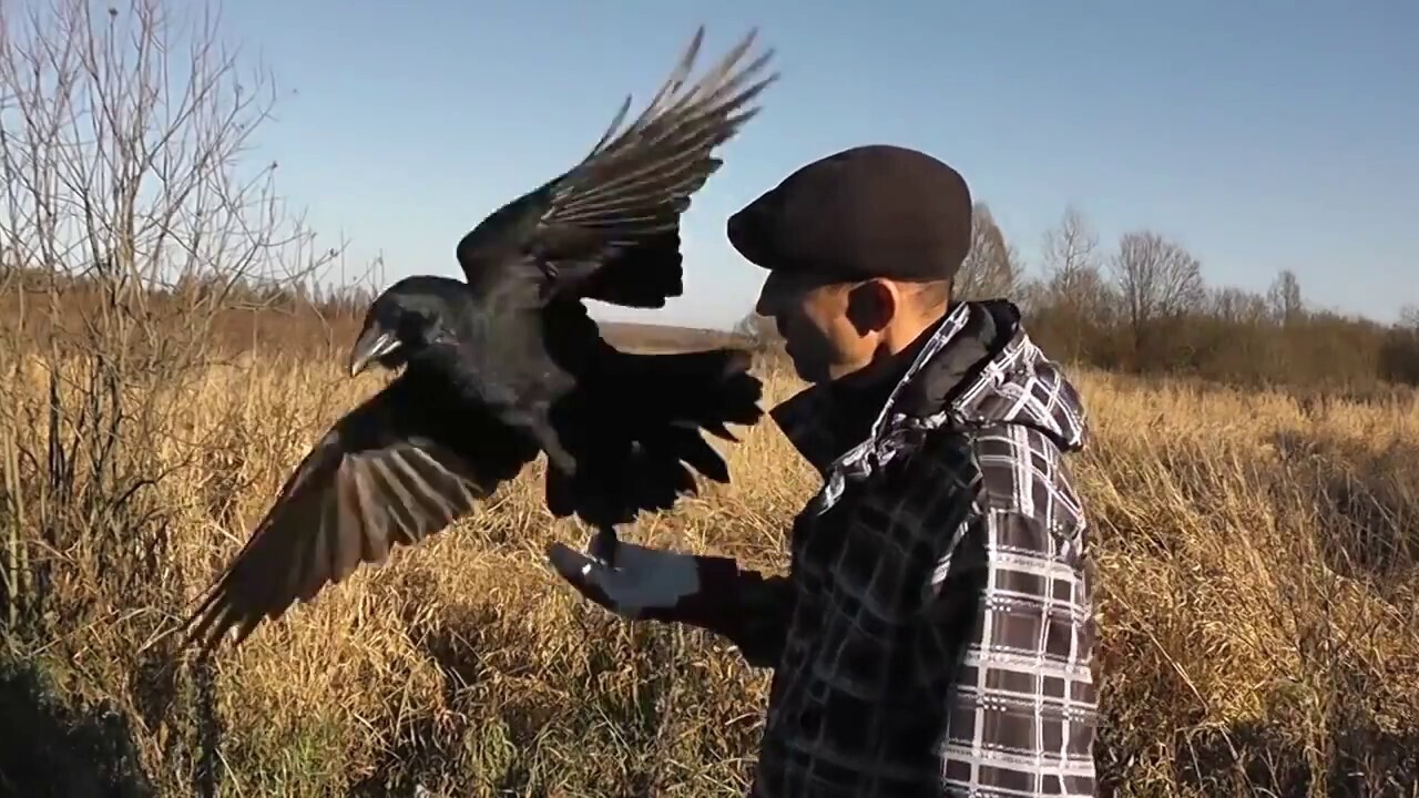 Вороны - удивительные создания, способные запомнить отдельные лица и распознавать их даже после многих лет.