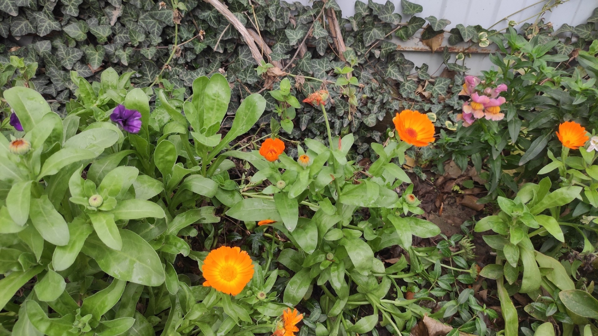 Как выглядит самая тёплая зима в Краснодаре