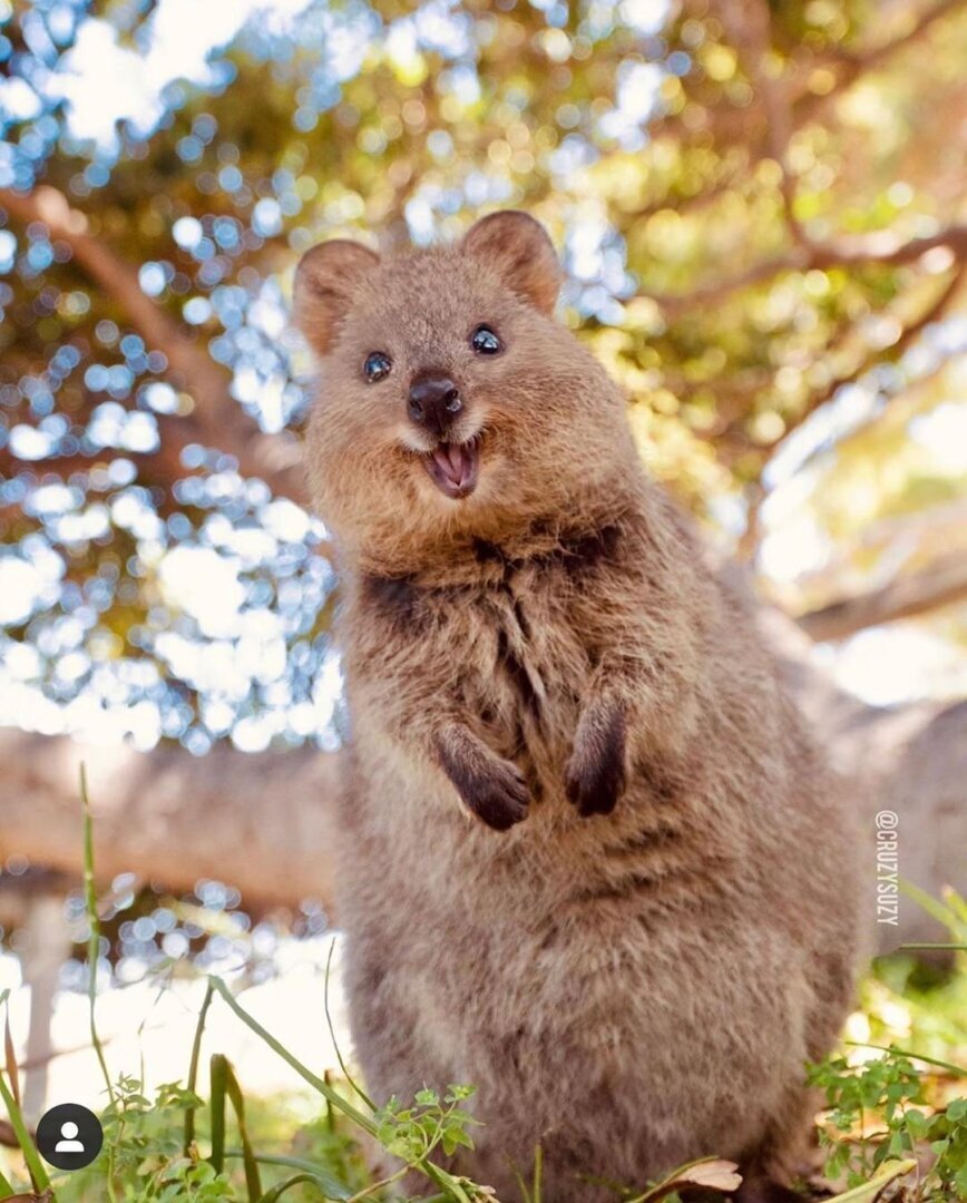 Из-за своей постоянной улыбки, австралийский зверек Квокка известен считается самым счастливым животным.