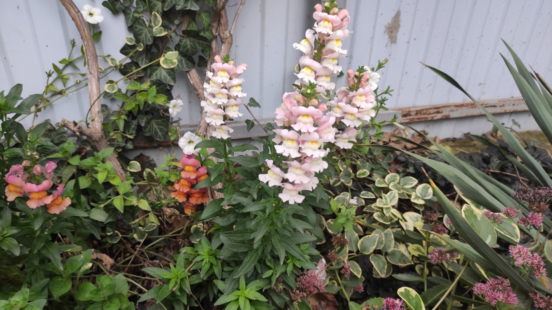 Как выглядит самая тёплая зима в Краснодаре