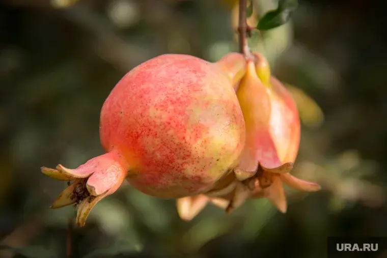 Фрукт для защиты почти от всех болезней
