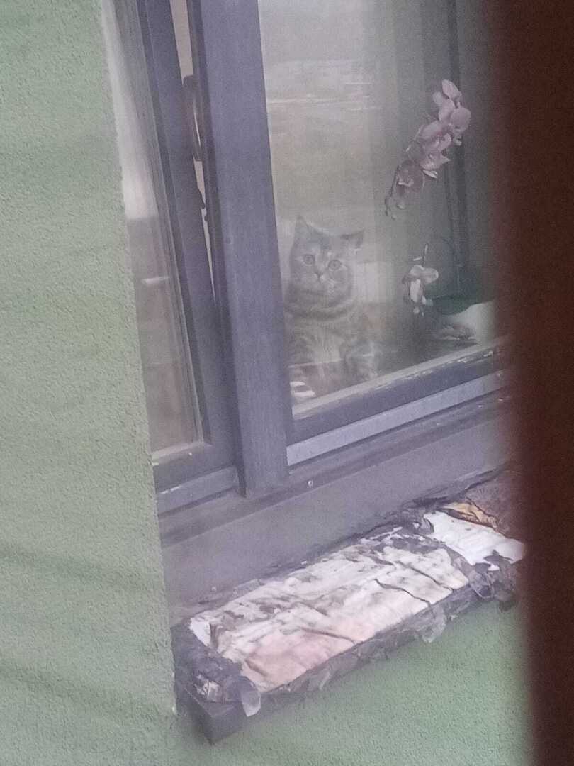 Пушистые домоседы или вынужденные затворники? Кто они, наши домашние питомцы? Моё мнение