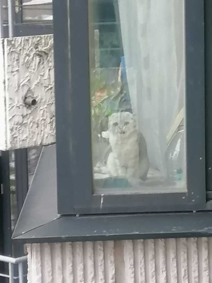 Пушистые домоседы или вынужденные затворники? Кто они, наши домашние питомцы? Моё мнение