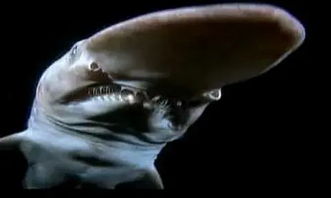 Загадка Марианской впадины: что скрывается на дне самой глубокой точки океана