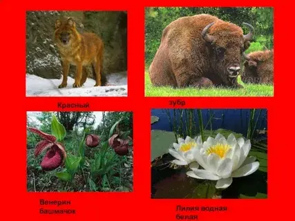 Как природа влияет на нашу жизнь