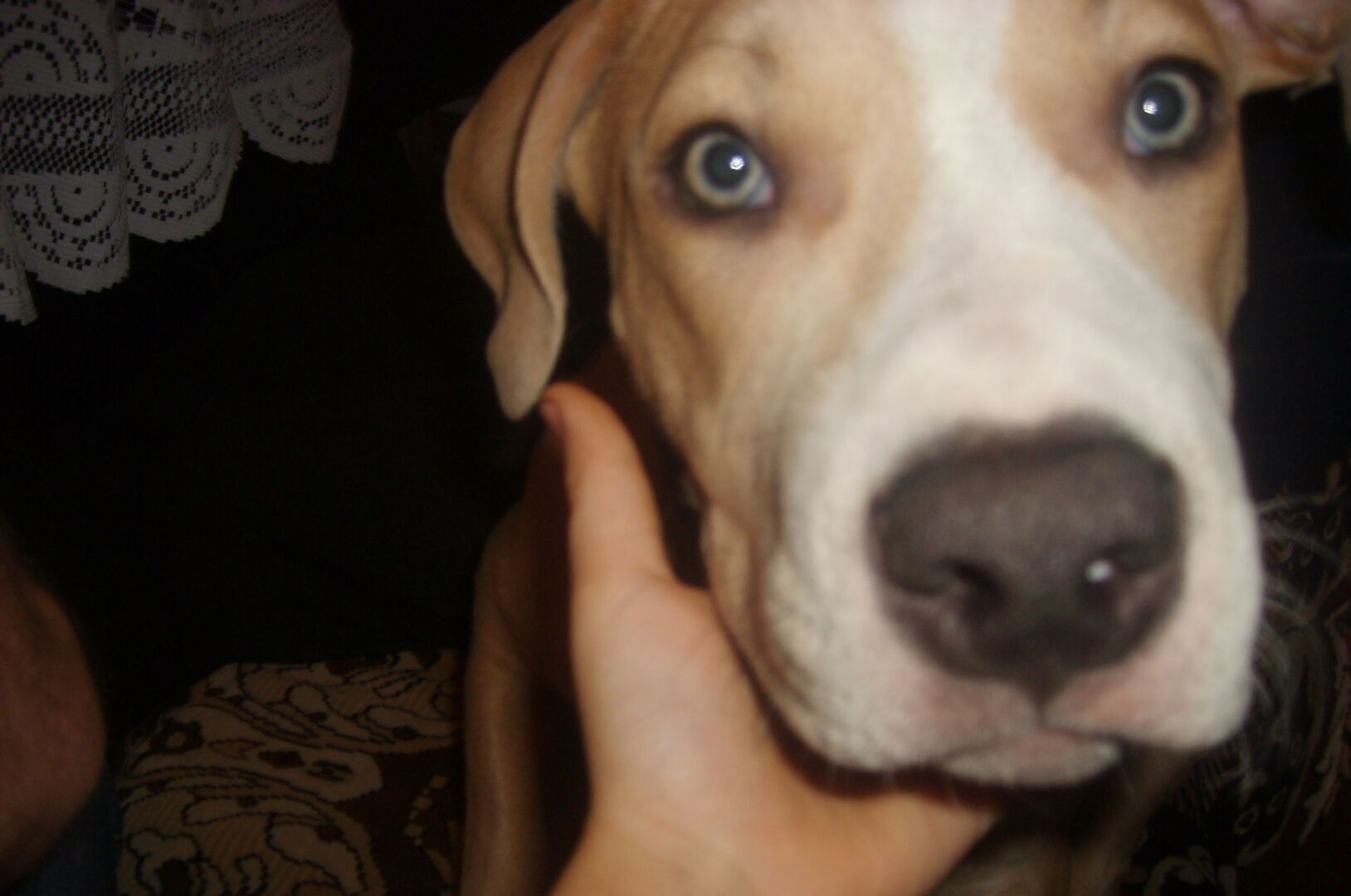 Может ли пёс найтись через год? Может. Реальная история о том, как собака целый год бежала из одного города в другой