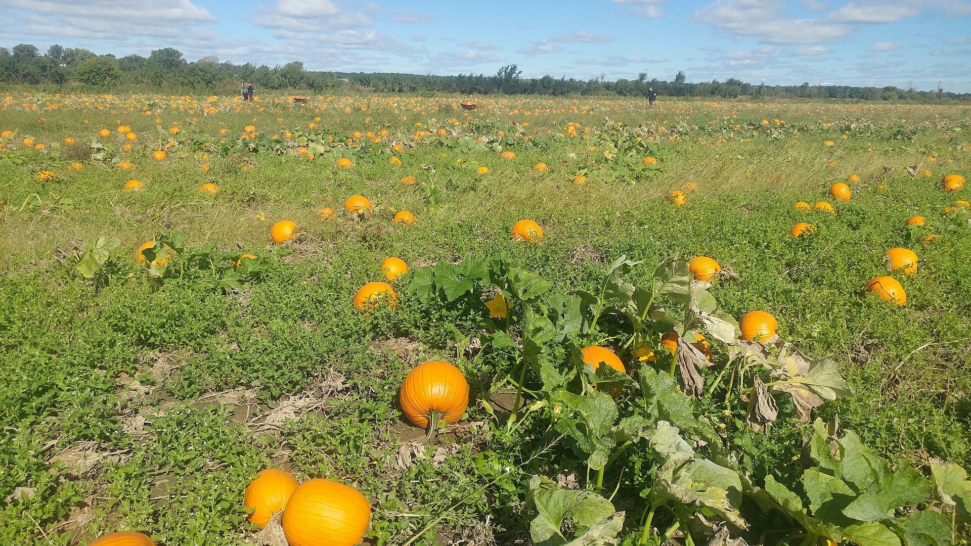 Землю я все же не купил. Хотя, в будущем возможно и куплю. А может и не куплю!