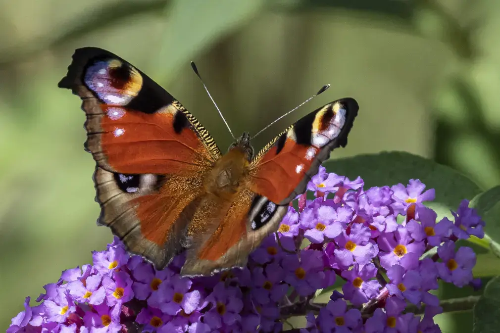 Фотографии выходного дня. Дикая природа.