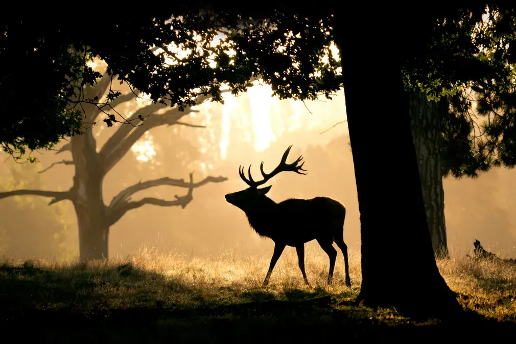 Фотографии выходного дня. Дикая природа.