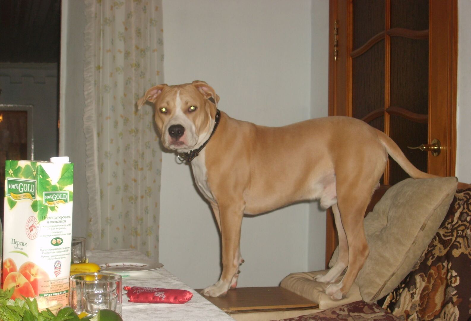 Может ли пёс найтись через год? Может. Реальная история о том, как собака целый год бежала из одного города в другой