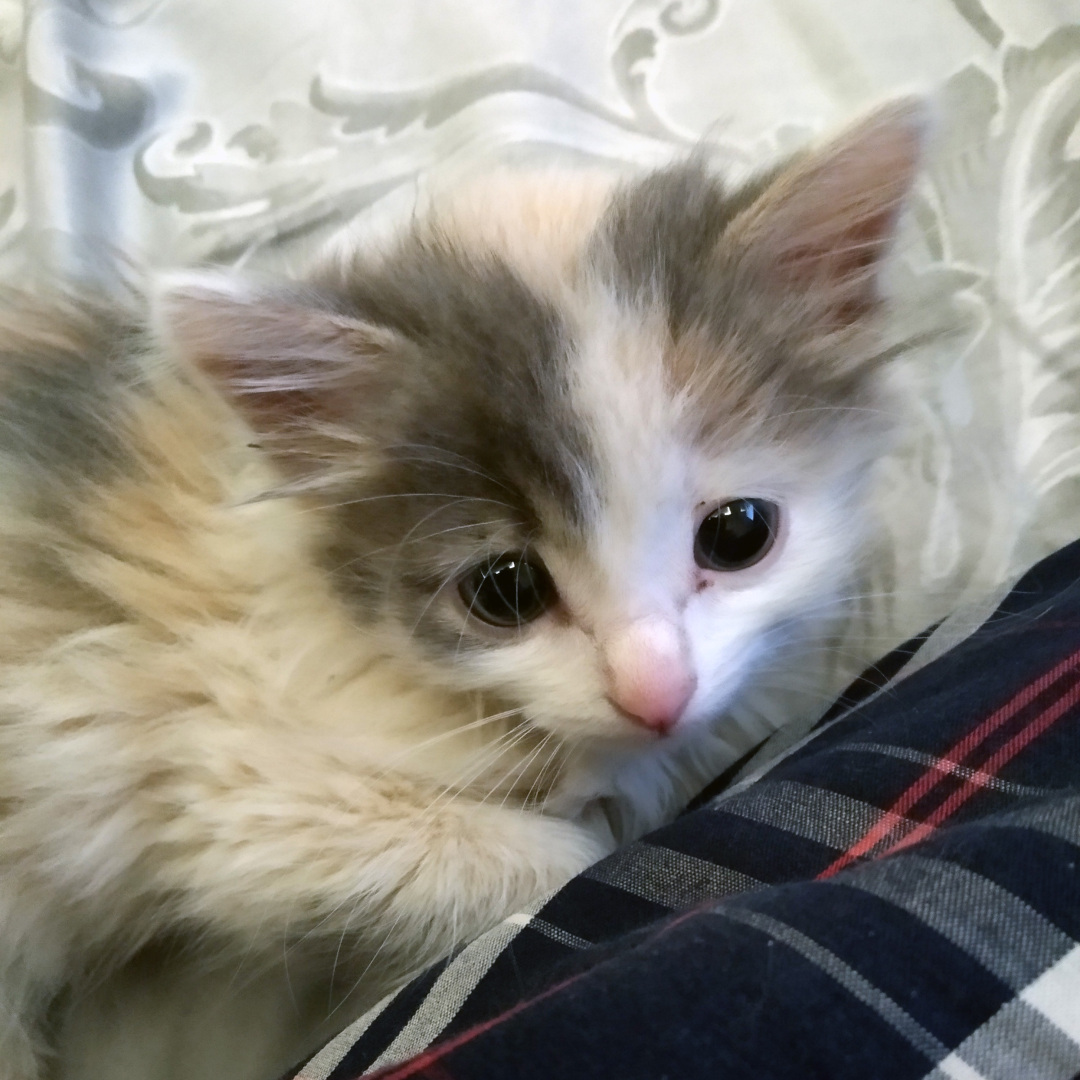 Как в нашем доме появилась Сима