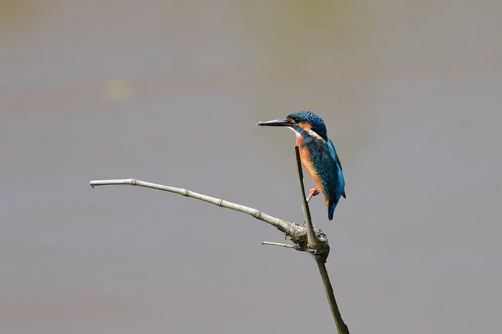 Фотографии выходного дня. Дикая природа.