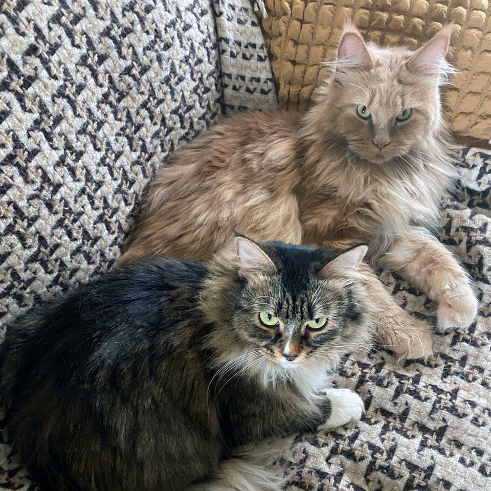 Как в нашем доме появилась Сима