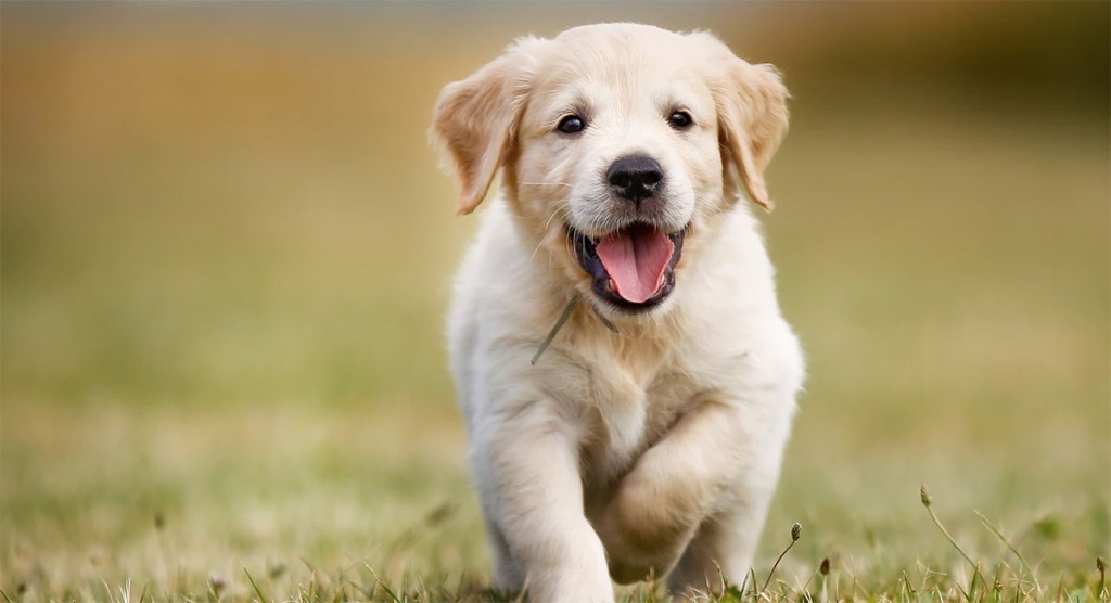 Топ-5 вещей, которые каждый новый владелец собаки должен знать