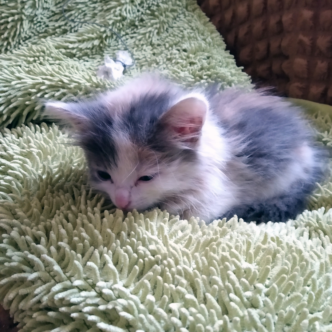 Как в нашем доме появилась Сима