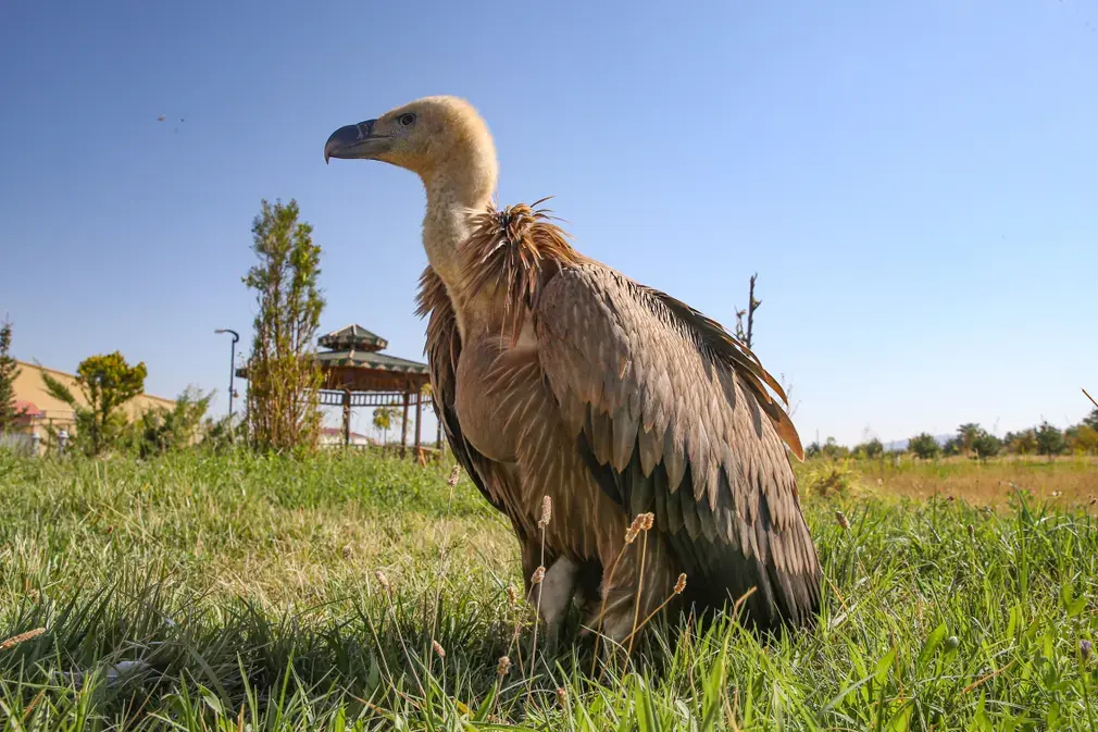 Фотографии выходного дня. Дикая природа.